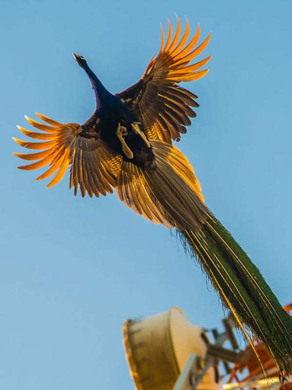 Detail Burung Merak Terbang Nomer 15