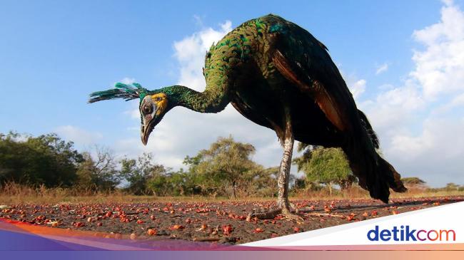 Detail Burung Merak Terbang Nomer 39