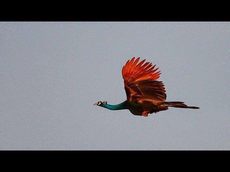 Detail Burung Merak Terbang Nomer 42