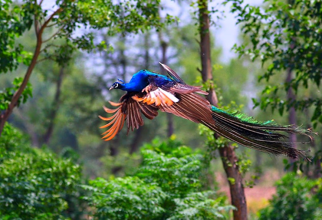 Detail Burung Merak Terbang Nomer 9