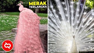 Detail Burung Merak Tercantik Di Dunia Nomer 11