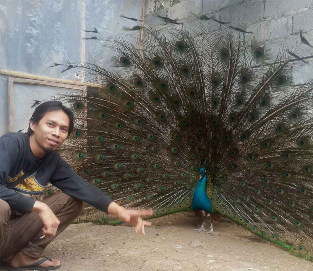 Detail Burung Merak Tercantik Di Dunia Nomer 32