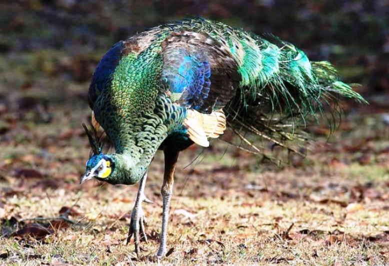 Detail Burung Merak Tercantik Di Dunia Nomer 7