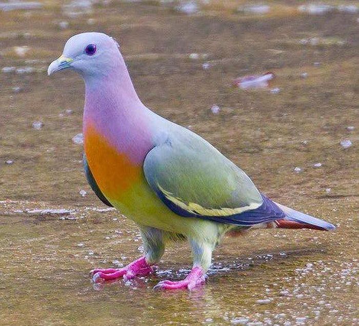 Detail Burung Merpati Biru Nomer 2