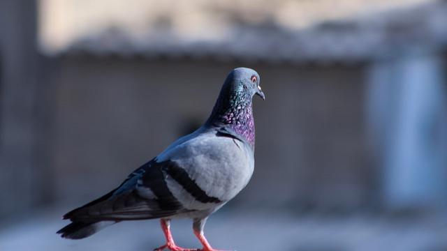 Detail Burung Merpati Biru Nomer 22