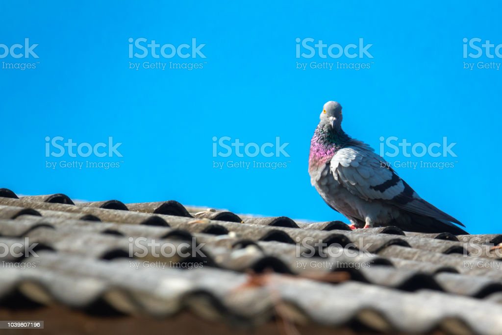 Detail Burung Merpati Biru Nomer 23