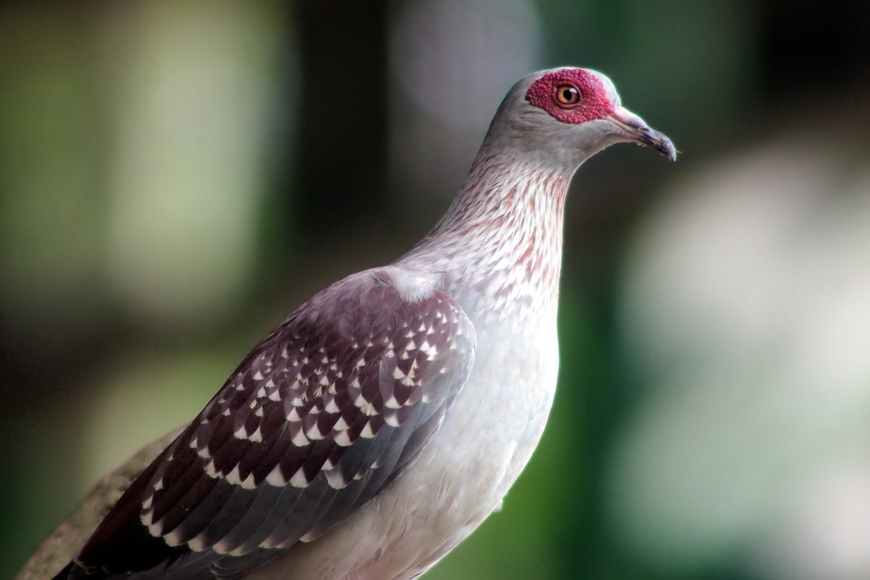 Detail Burung Merpati Biru Nomer 27