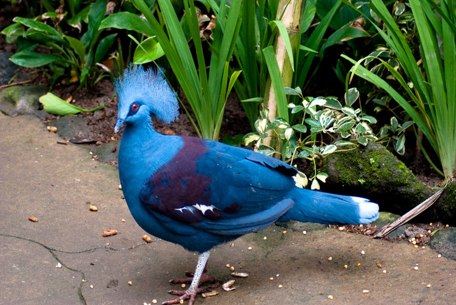 Detail Burung Merpati Biru Nomer 31