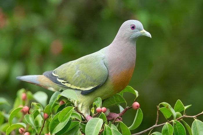 Detail Burung Merpati Biru Nomer 33