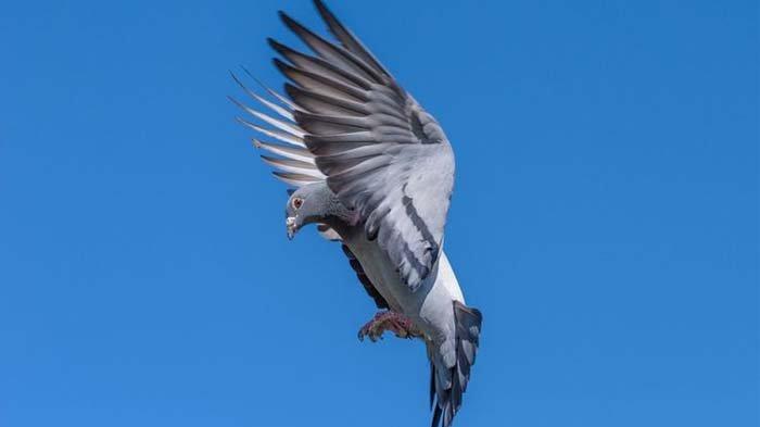 Detail Burung Merpati Biru Nomer 41