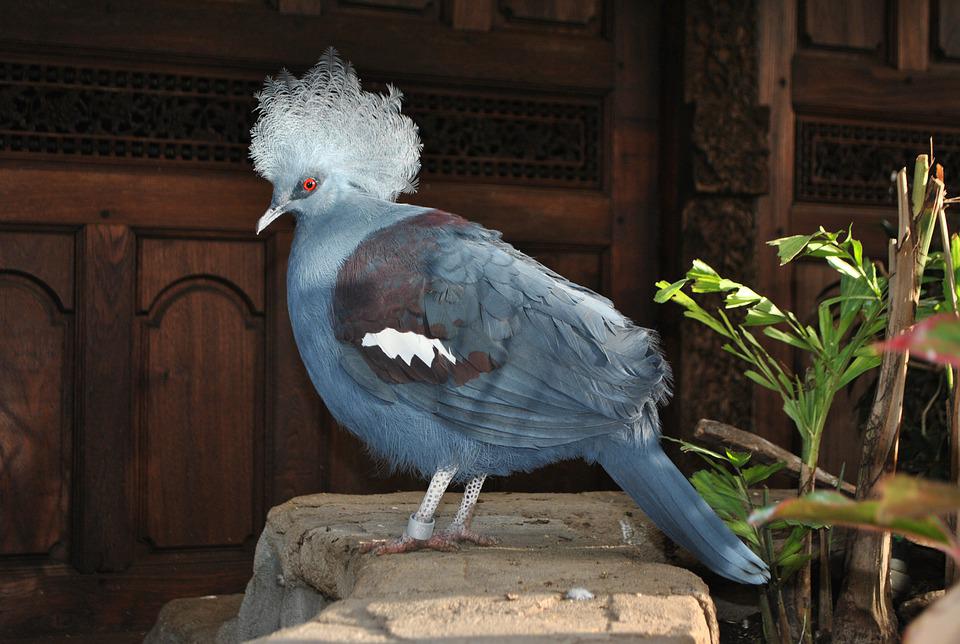 Detail Burung Merpati Biru Nomer 51