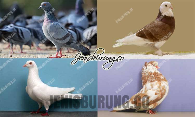 Detail Burung Merpati Biru Nomer 55