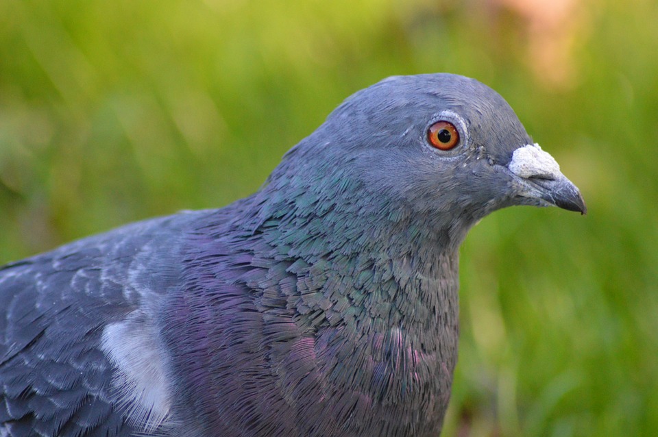 Detail Burung Merpati Biru Nomer 9