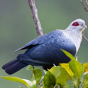 Detail Burung Merpati Biru Nomer 10