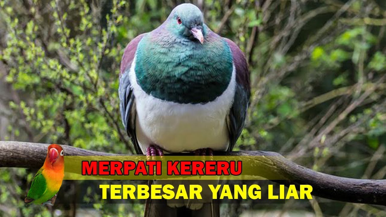 Detail Burung Merpati Burung Dara Nomer 40