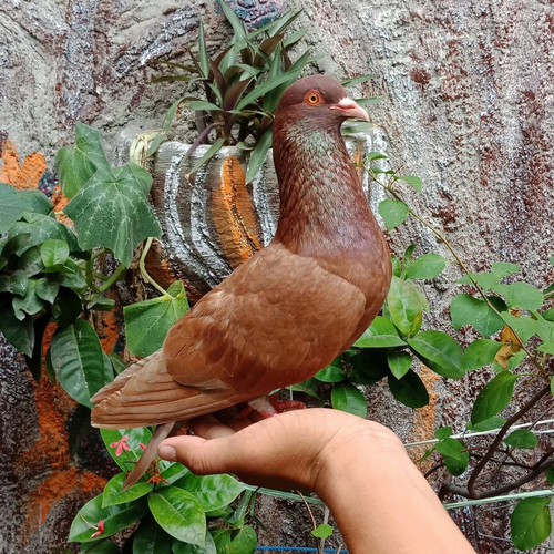 Detail Burung Merpati Burung Dara Nomer 49