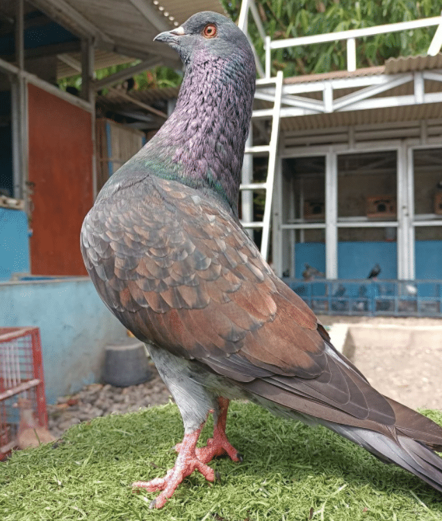 Detail Burung Merpati Burung Dara Nomer 8