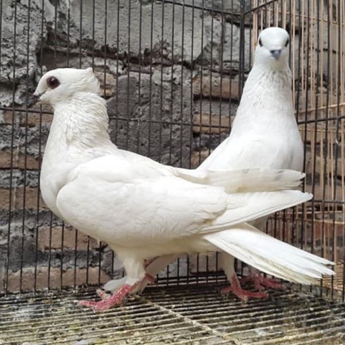 Detail Burung Merpati Kupu Kupu Nomer 2