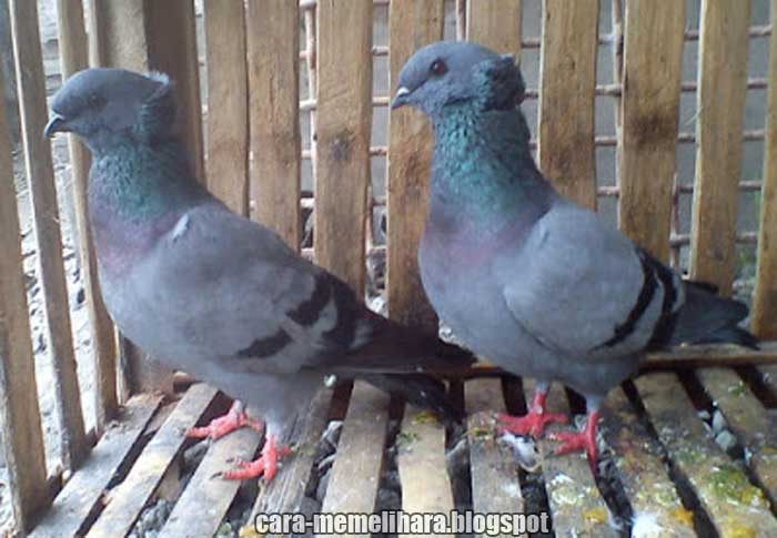 Detail Burung Merpati Kupu Kupu Nomer 25