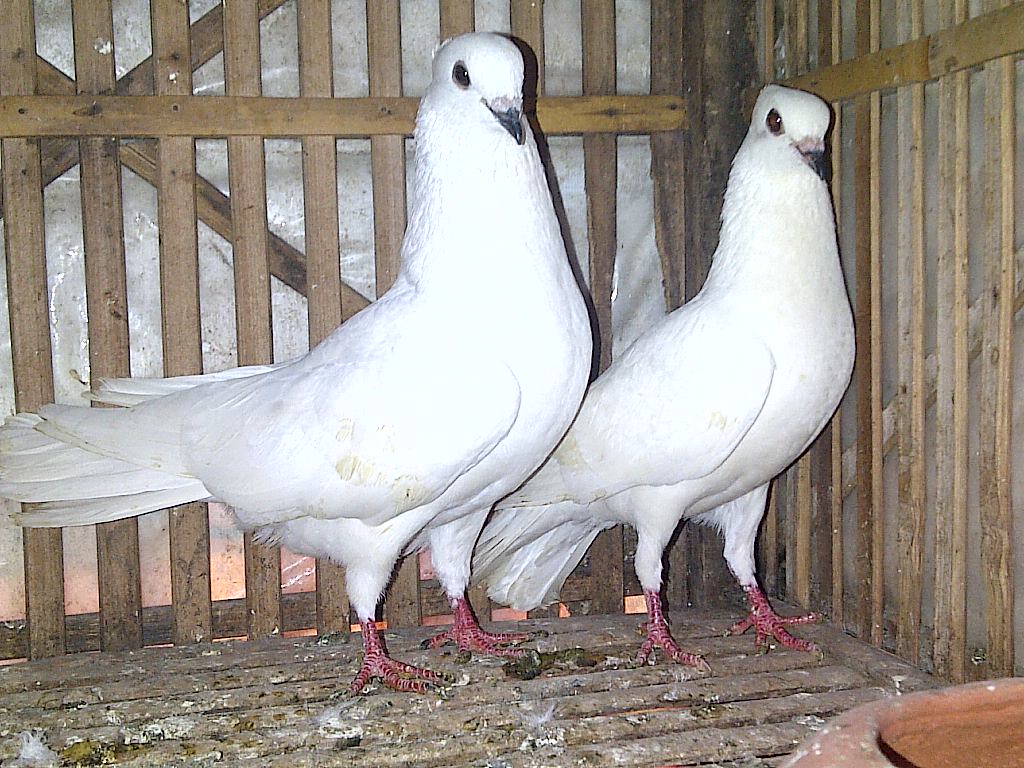 Detail Burung Merpati Kupu Kupu Nomer 37