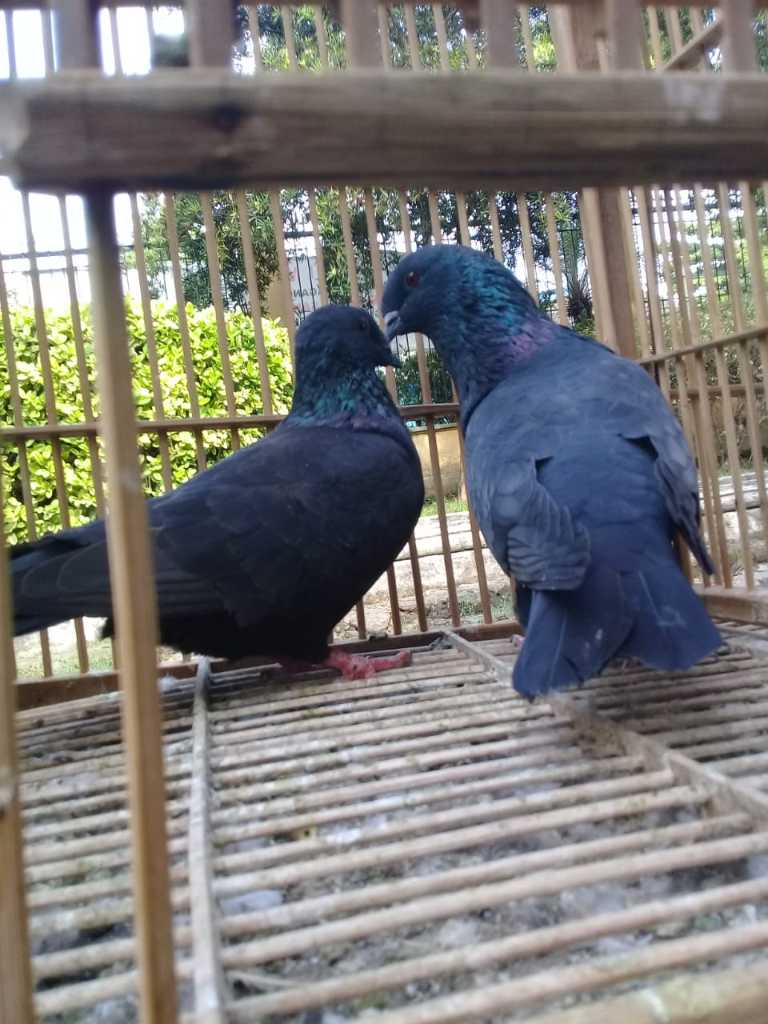 Detail Burung Merpati Kupu Kupu Nomer 46