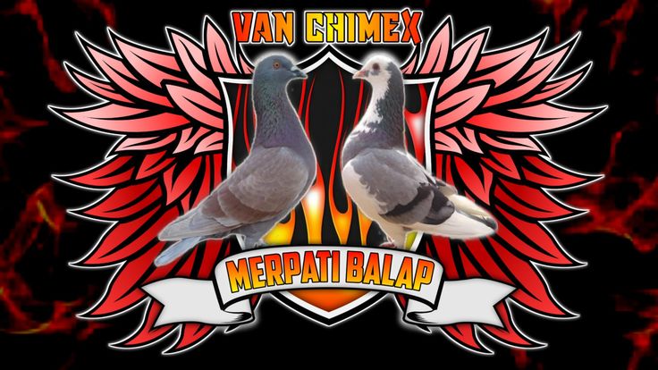 Detail Burung Merpati Logo Merpati Putih Nomer 25