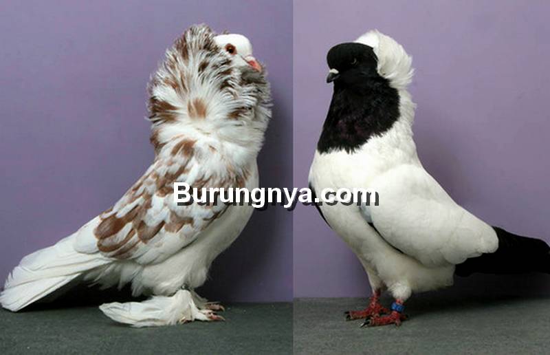 Detail Burung Merpati Putih Nomer 27