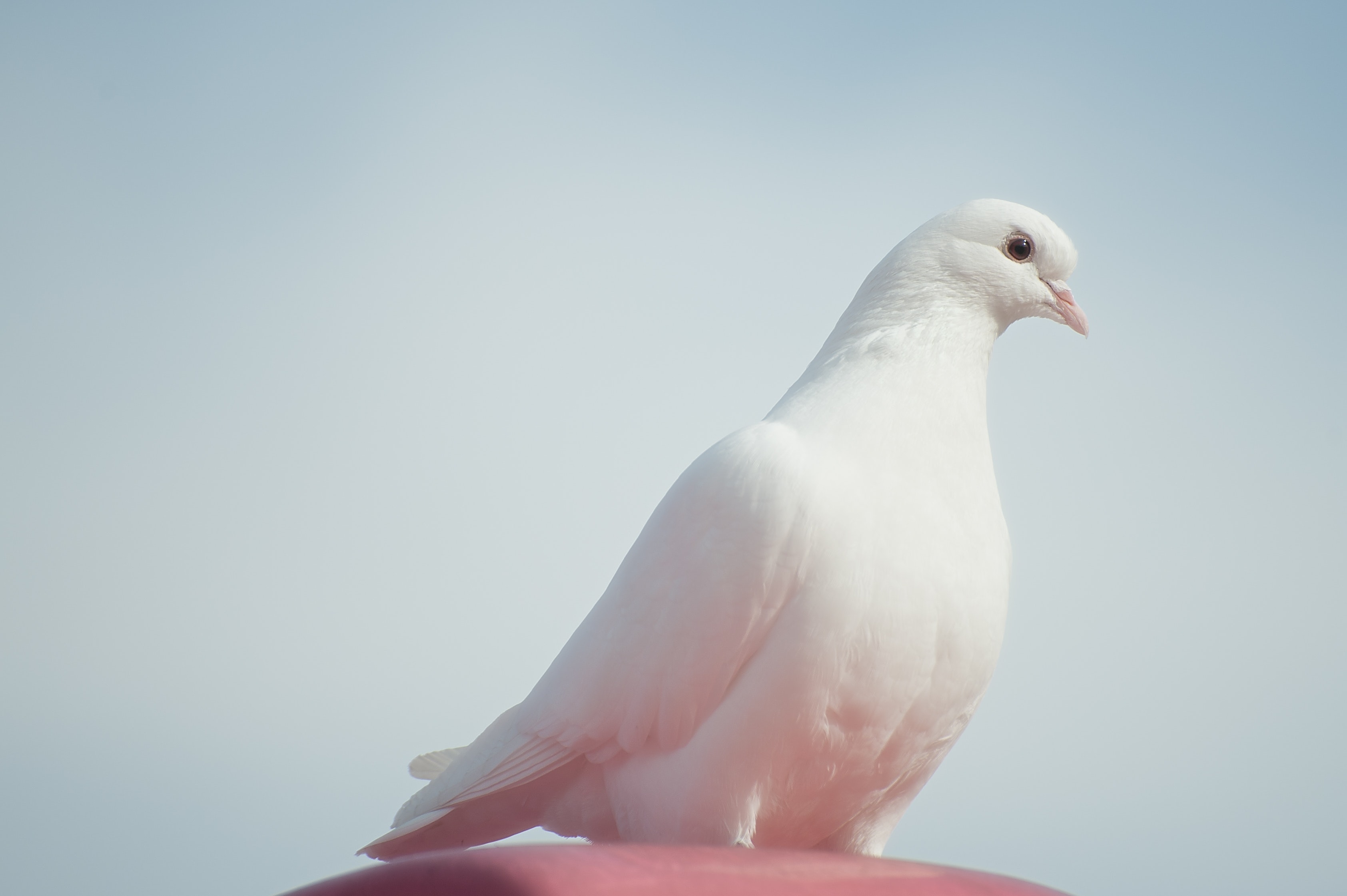 Detail Burung Merpati Putih Nomer 31