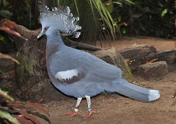 Detail Burung Merpati Putih Jambul Nomer 25