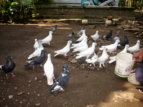 Detail Burung Merpati Putih Jambul Nomer 31