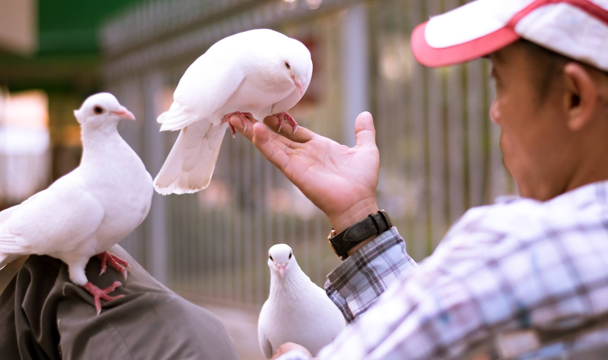 Detail Burung Merpati Putih Jambul Nomer 33