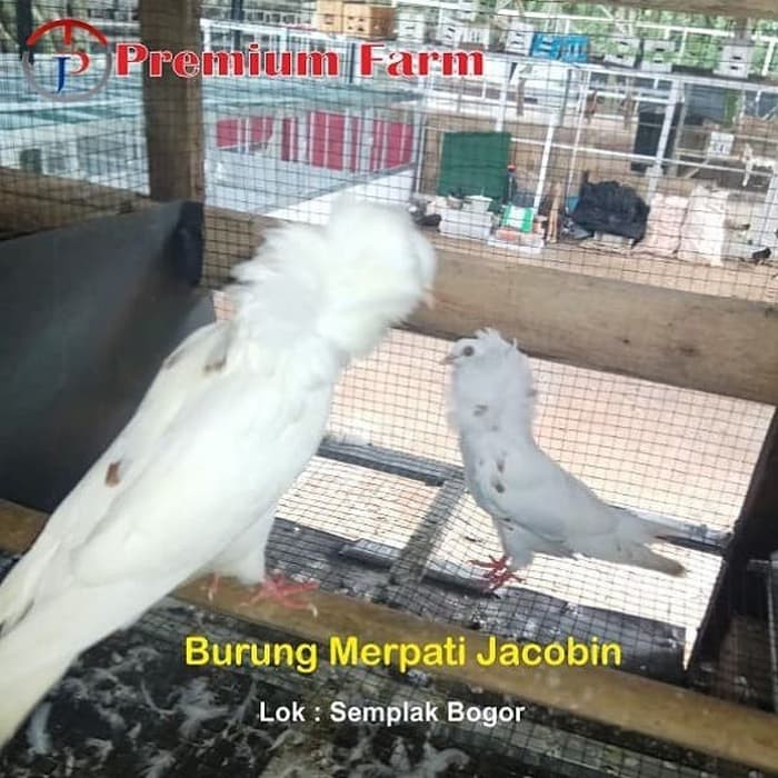 Detail Burung Merpati Putih Jambul Nomer 54