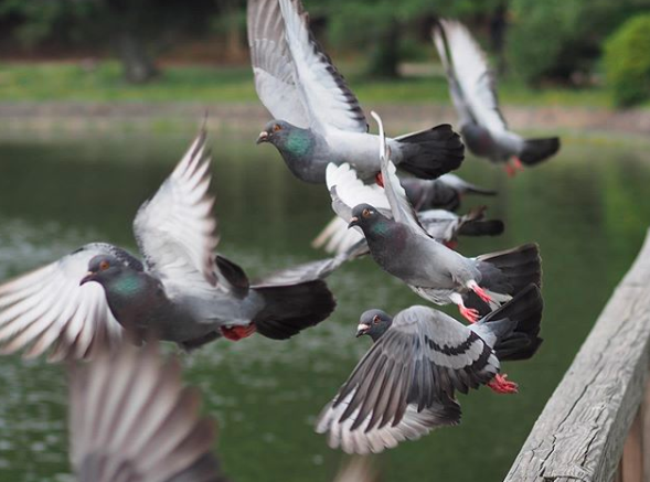 Detail Burung Merpati Terbang Png Nomer 29