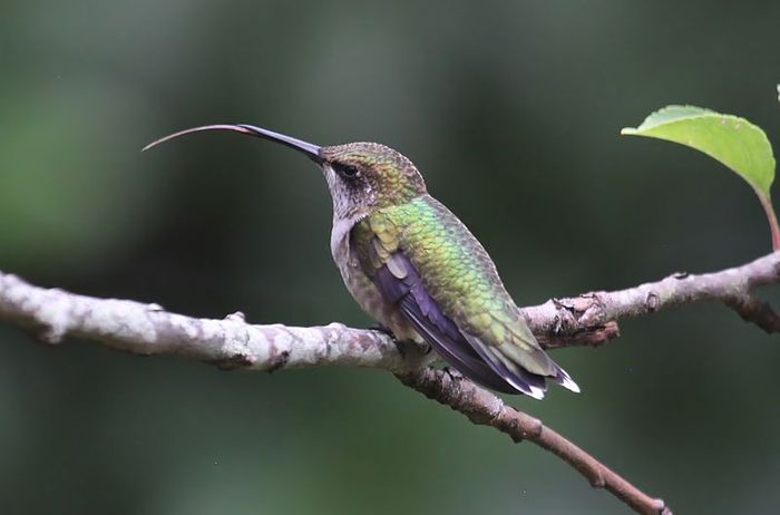 Detail Burung Mulut Panjang Nomer 2