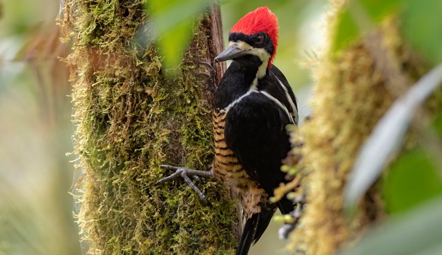 Detail Burung Mulut Panjang Nomer 37