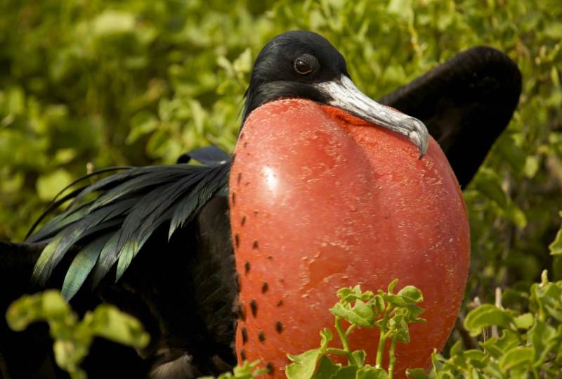 Detail Burung Mulut Panjang Nomer 8