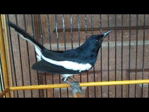 Burung Murai Hitam Putih - KibrisPDR