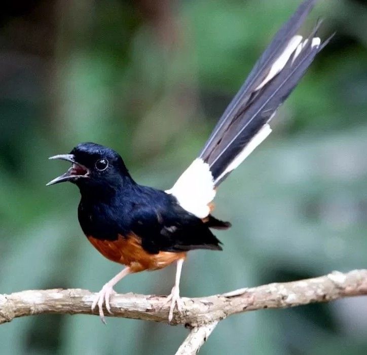 Detail Burung Murai Hitam Putih Nomer 19