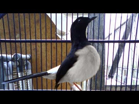 Detail Burung Murai Hitam Putih Nomer 21