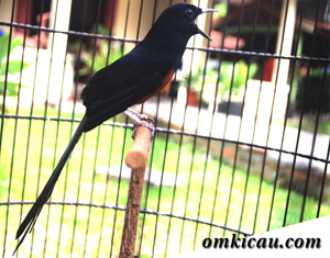 Detail Burung Murai Hitam Putih Nomer 23