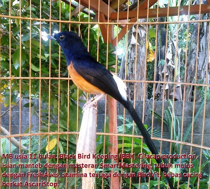 Detail Burung Murai Hitam Putih Nomer 26