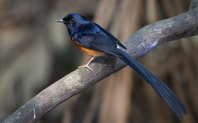 Detail Burung Murai Hitam Putih Nomer 33