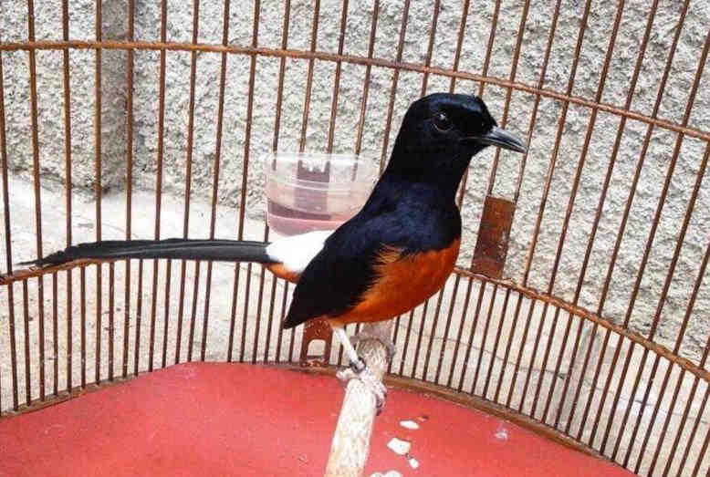 Detail Burung Murai Hitam Putih Nomer 40