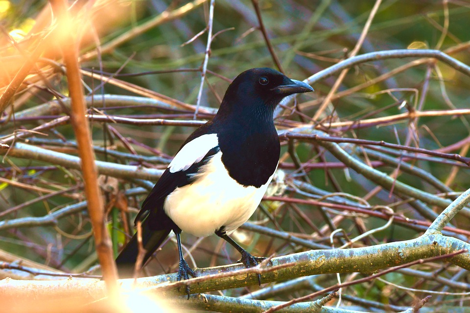 Detail Burung Murai Hitam Putih Nomer 51