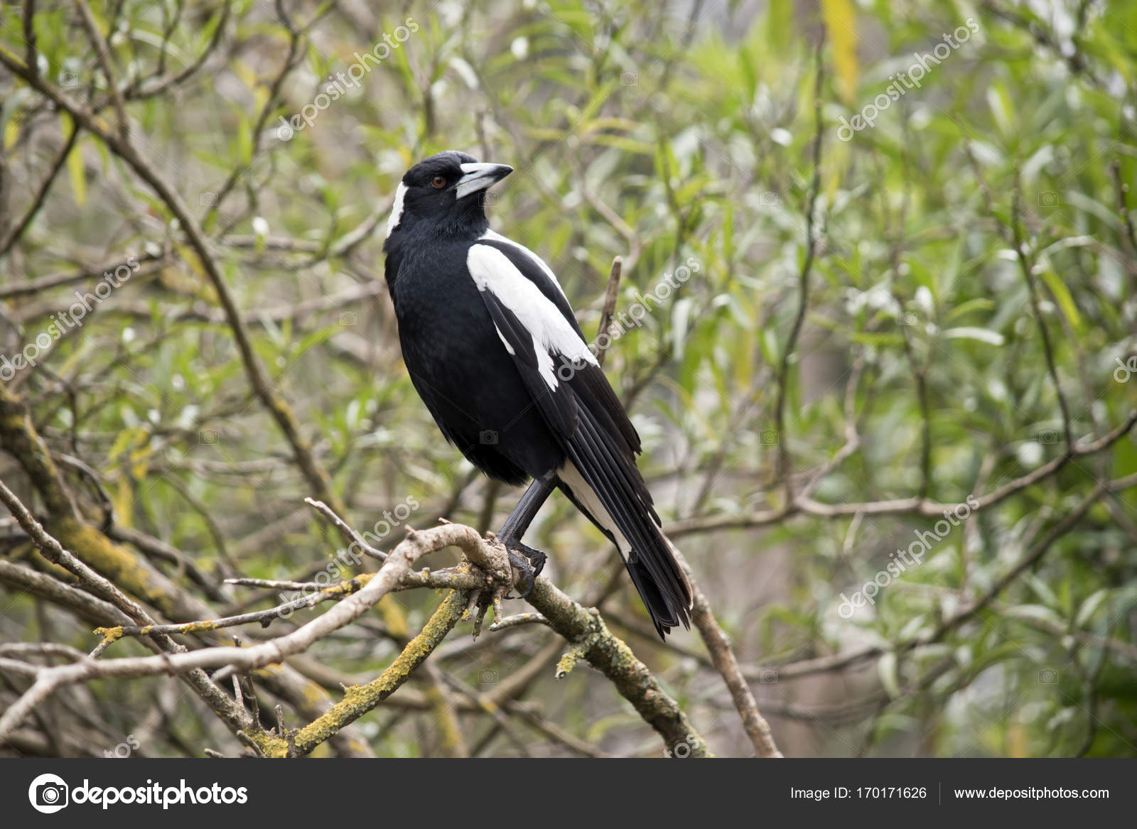 Detail Burung Murai Hitam Putih Nomer 52