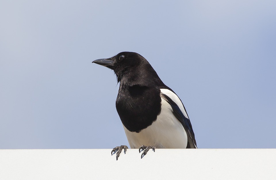 Detail Burung Murai Hitam Putih Nomer 54