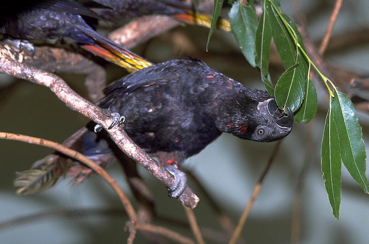 Detail Burung Nuri Hitam Nomer 25