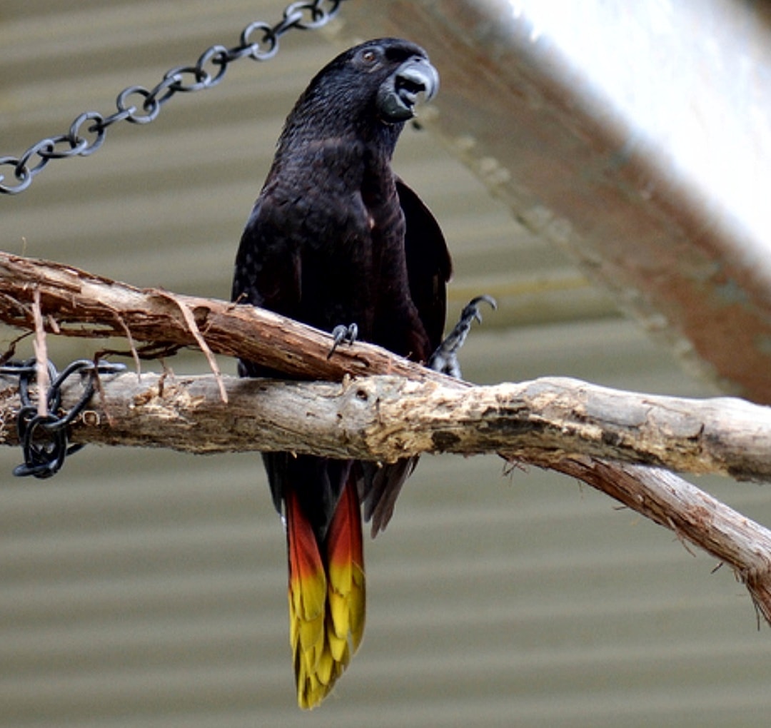 Detail Burung Nuri Hitam Nomer 6