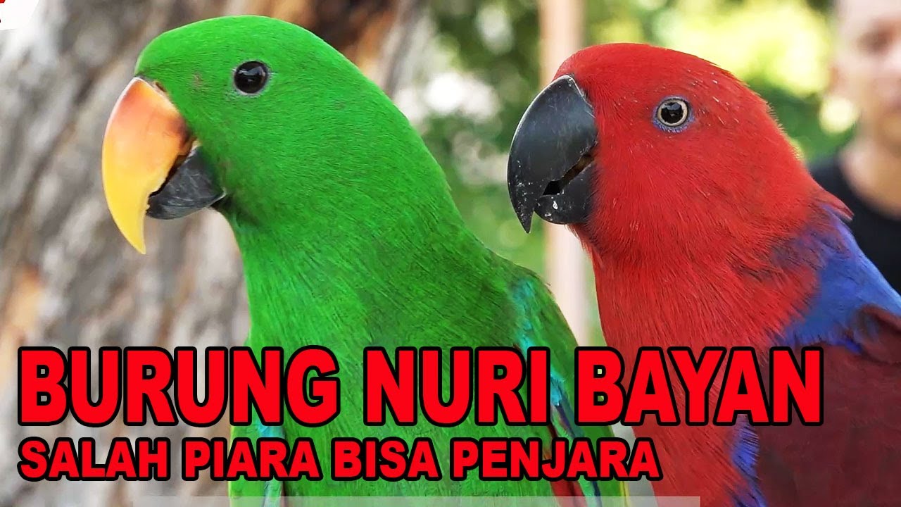 Detail Burung Nuri Hitam Nomer 53