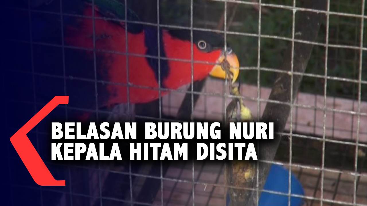 Detail Burung Nuri Hitam Nomer 55